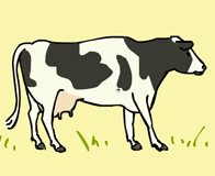 “cow”