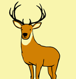 “deer”
