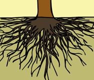 “root”